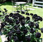 Black Rose Seeds (Pack of 20) with Plant Growth Serum